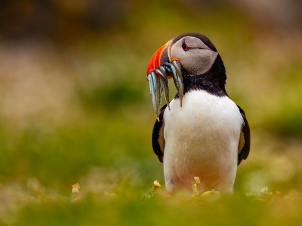Bird Photography Competition