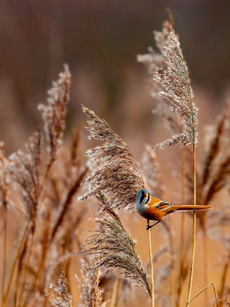 Bird Photography Competition
