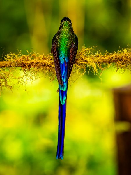 Bird Photography Competition