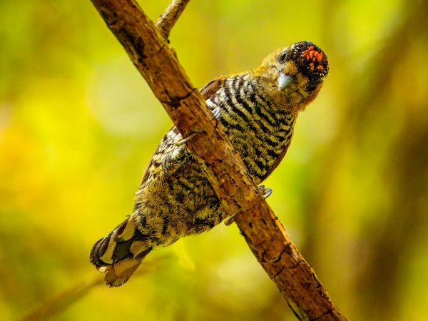 Bird Photography Competition