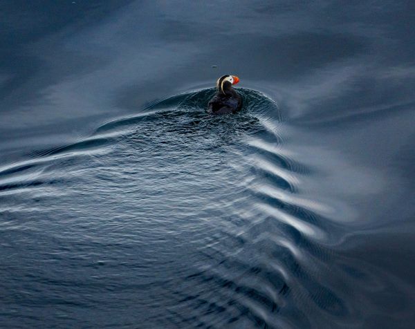 Bird Photography Competition