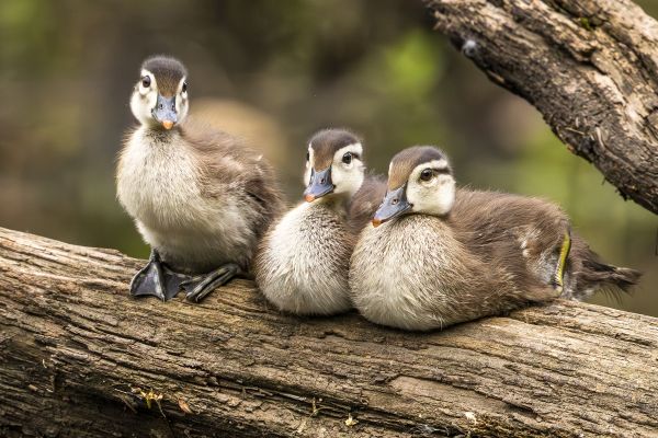 Bird Photography Competition