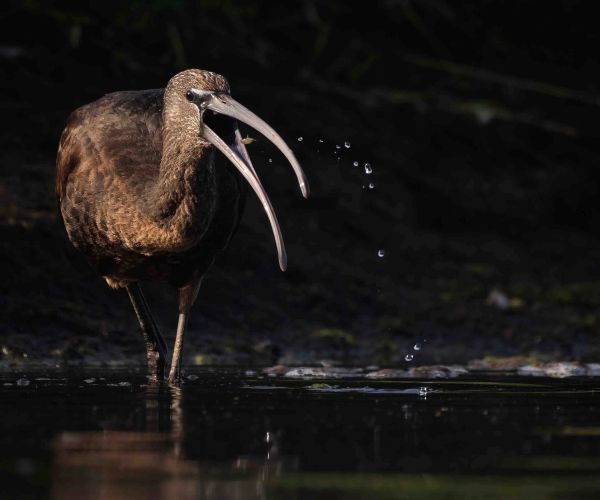 Bird Photography Competition