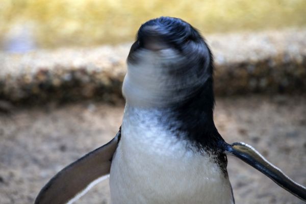 Bird Photography Competition
