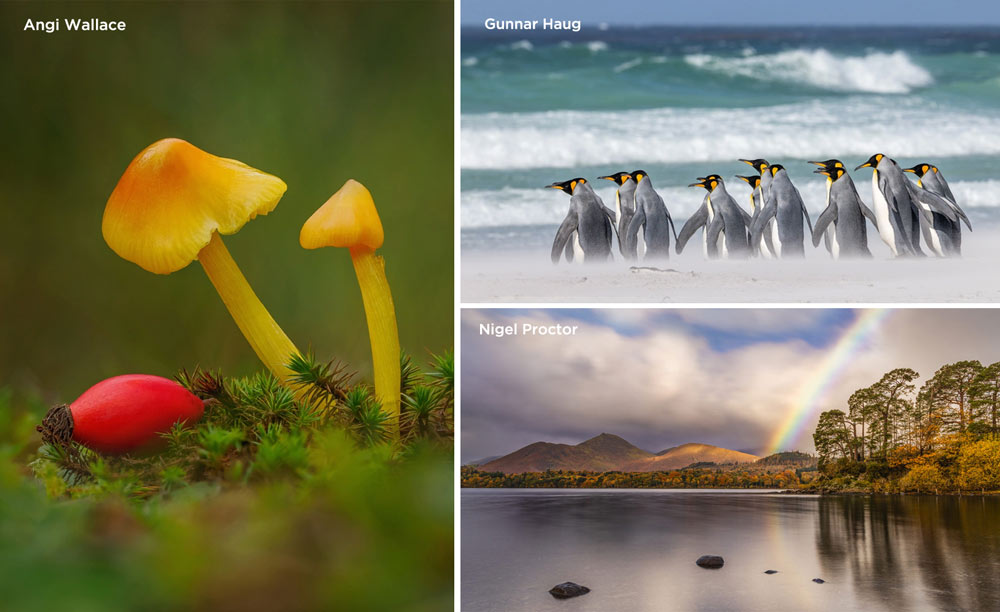 TheAnimal Behaviour Photography Competition