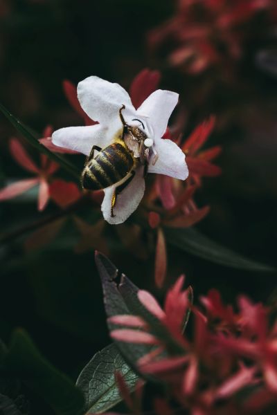  Nature in Action Photography Competition