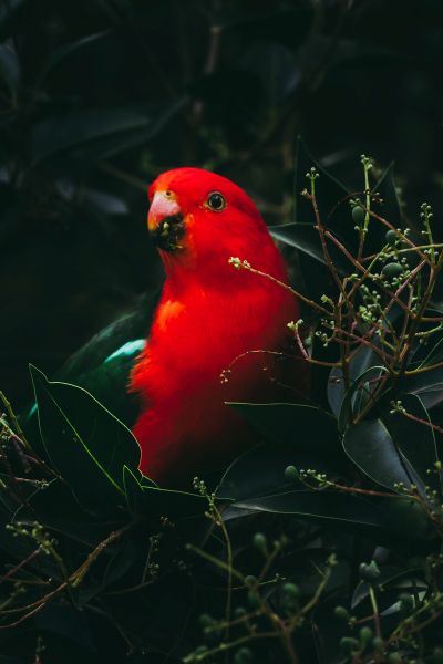  Nature in Action Photography Competition