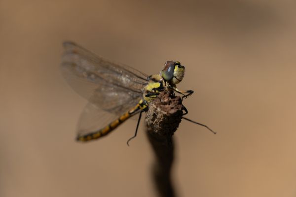  Nature in Action Photography Competition