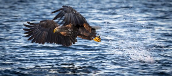  Nature in Action Photography Competition