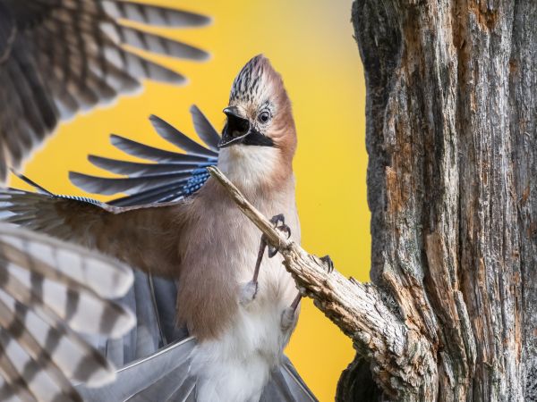  Nature in Action Photography Competition