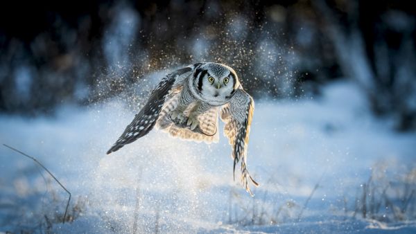  Nature in Action Photography Competition