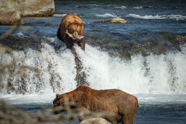  Nature in Action Photography Competition