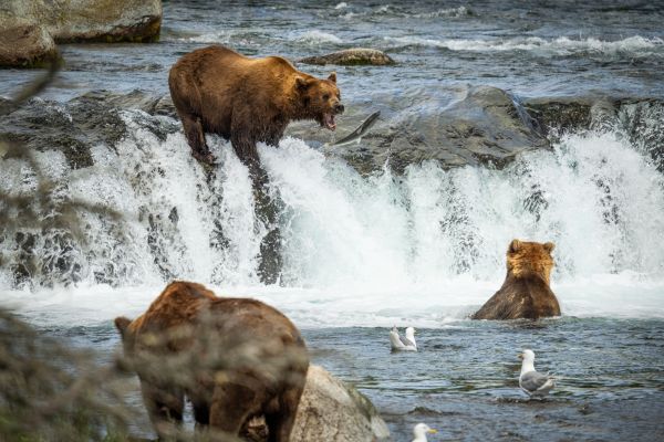  Nature in Action Photography Competition