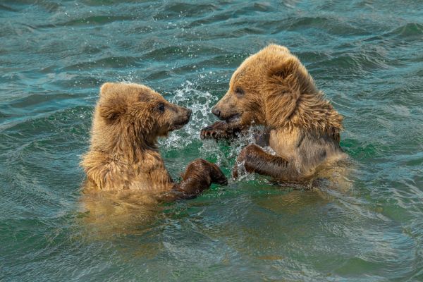  Nature in Action Photography Competition