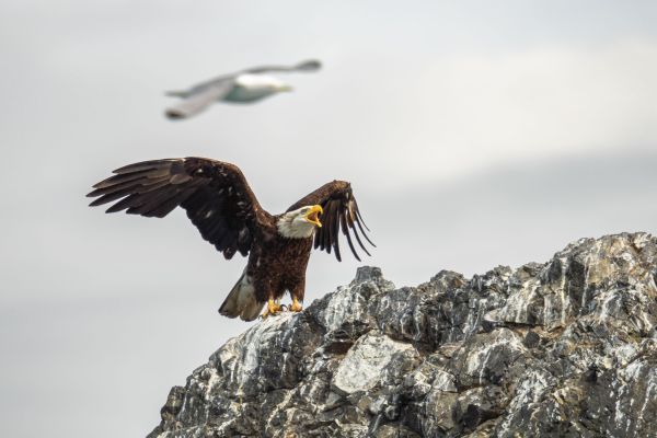  Nature in Action Photography Competition