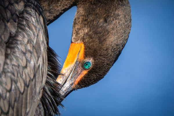  Nature in Action Photography Competition