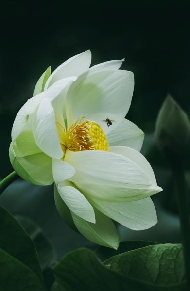  Nature in Action Photography Competition