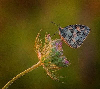 All creatures great and small Photography Competition
