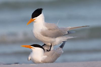 All creatures great and small Photography Competition