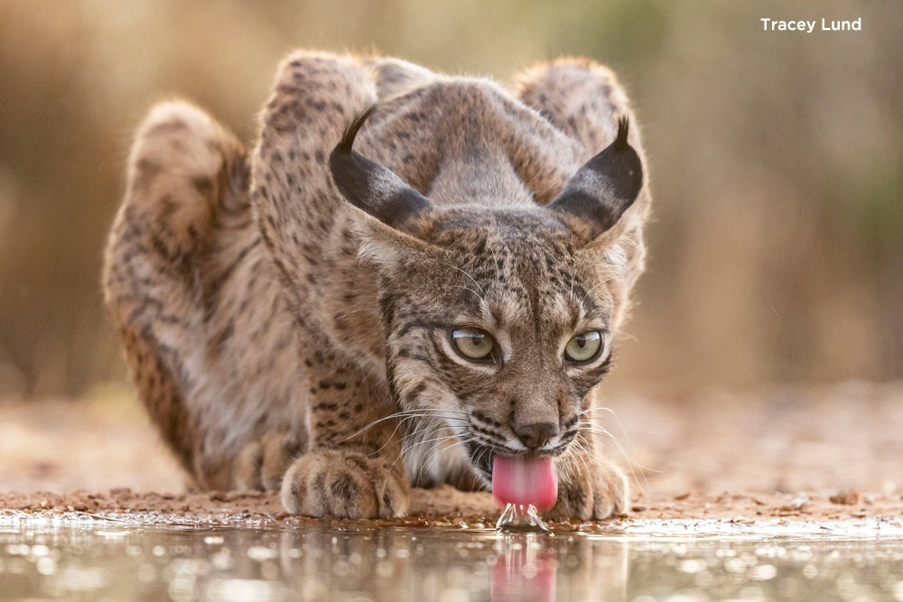 TheAnimal Behaviour Photography Competition