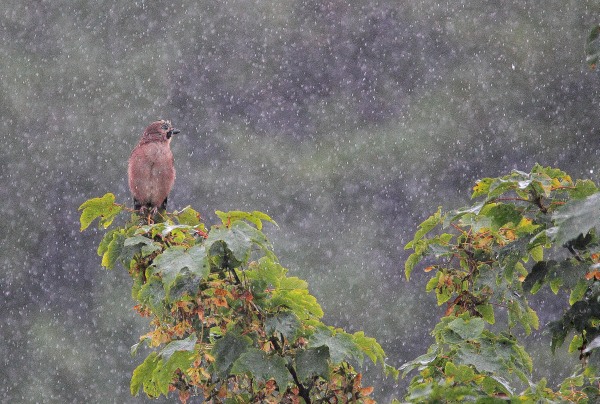 Best of Nature Photography Competition