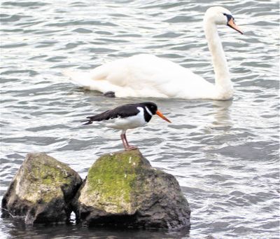 Bird Photography Competition