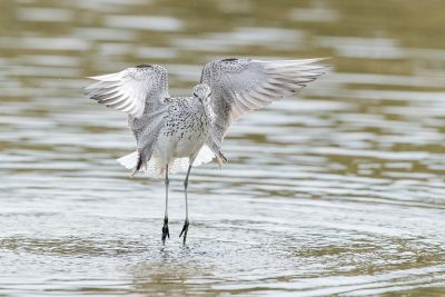 Bird Photography Competition