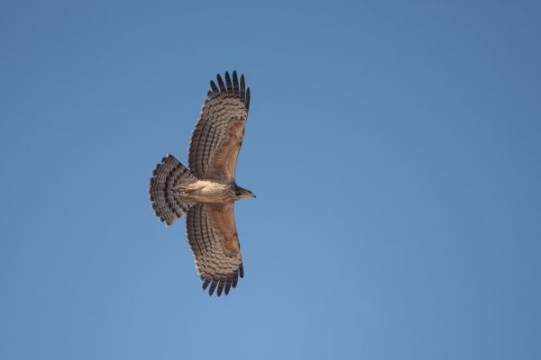 Bird Photography Competition