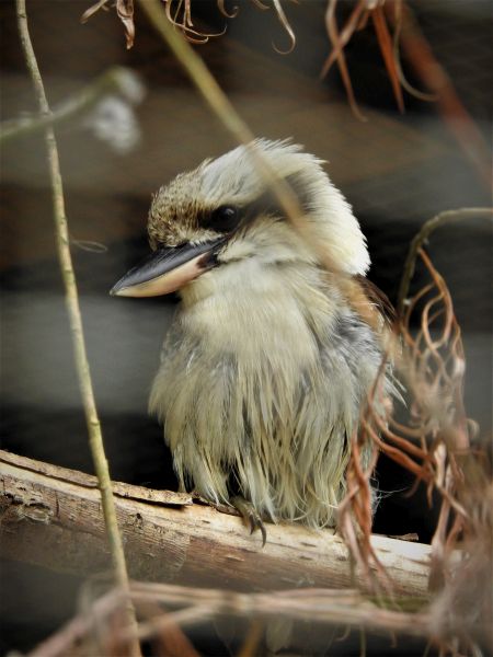 Bird Photography Competition