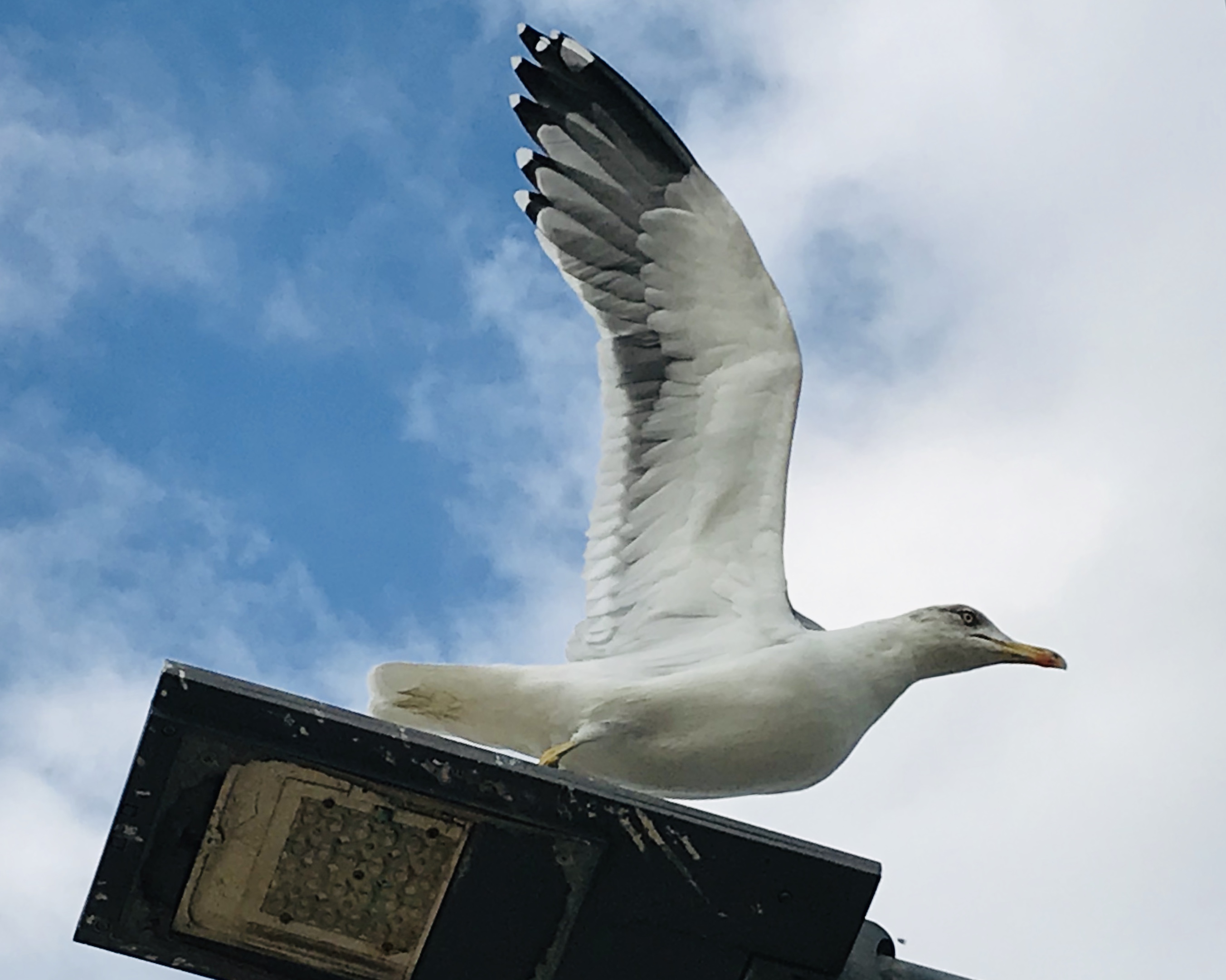 Bird Photography Competition