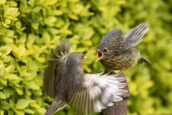 Bird Photography Competition