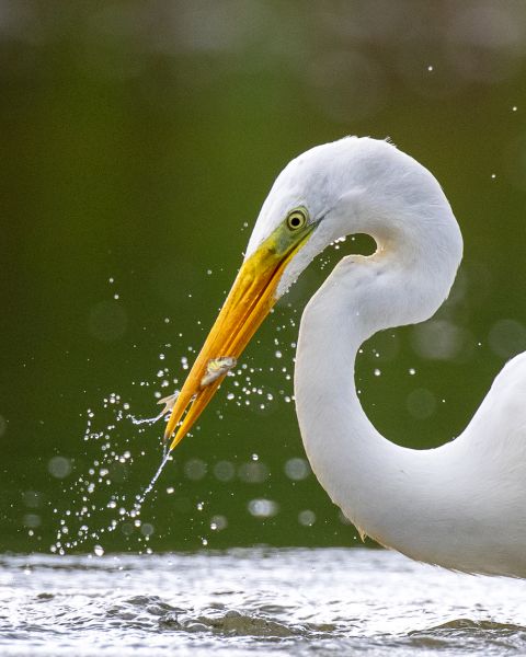 Bird Photography Competition