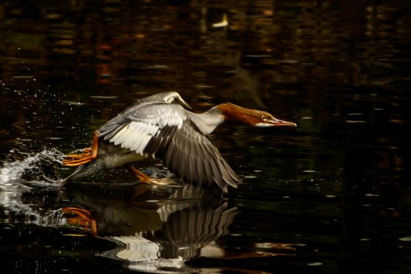 Bird Photography Competition