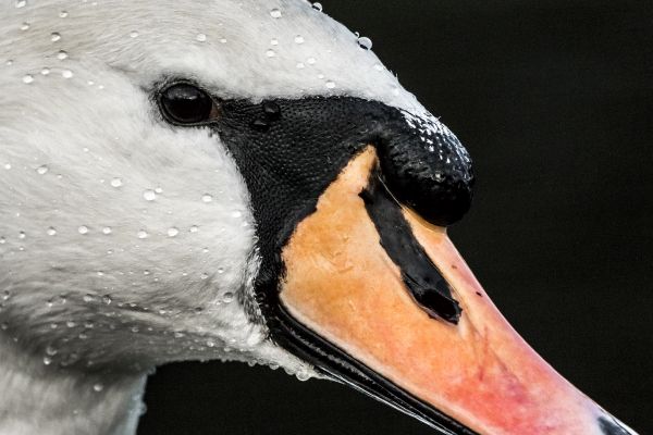 Bird Photography Competition