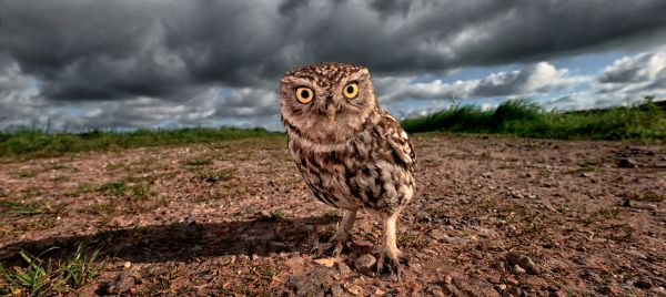 Bird Photography Competition