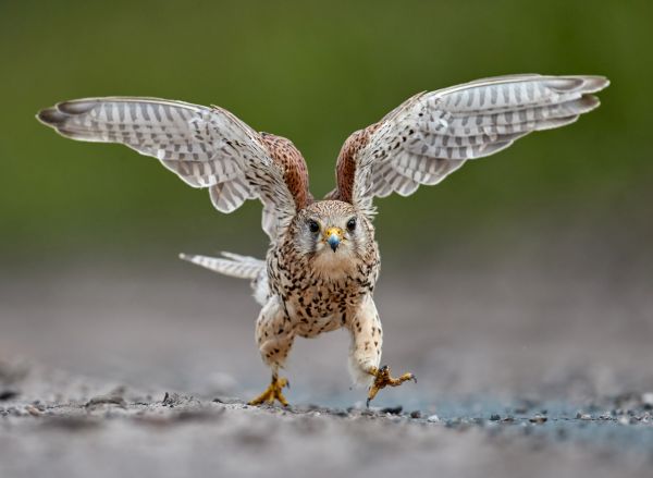 Bird Photography Competition