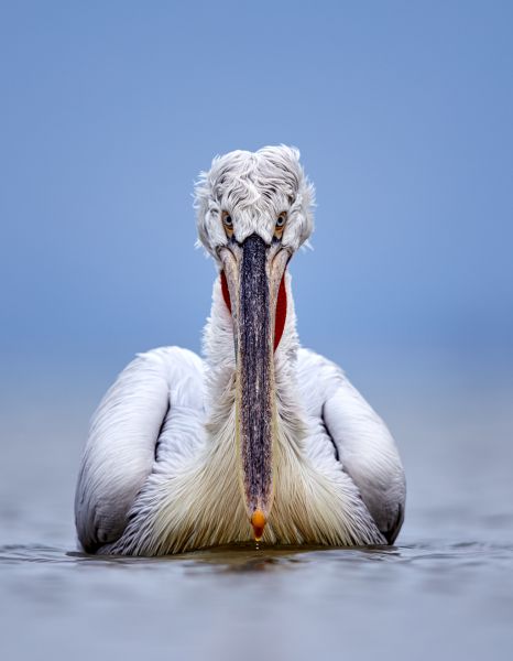 Bird Photography Competition