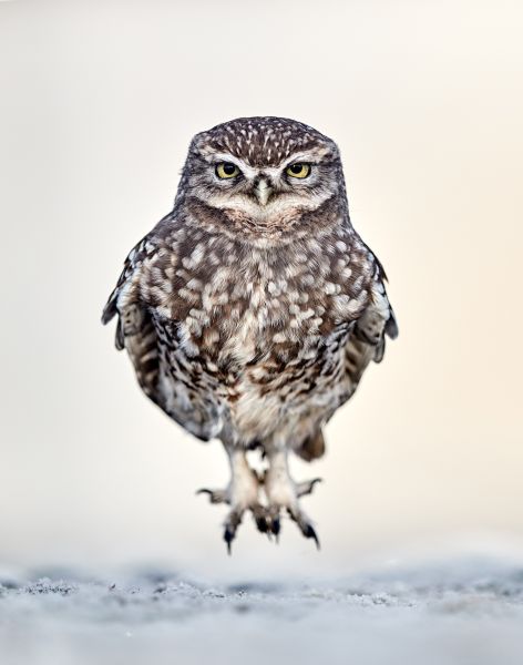 Bird Photography Competition