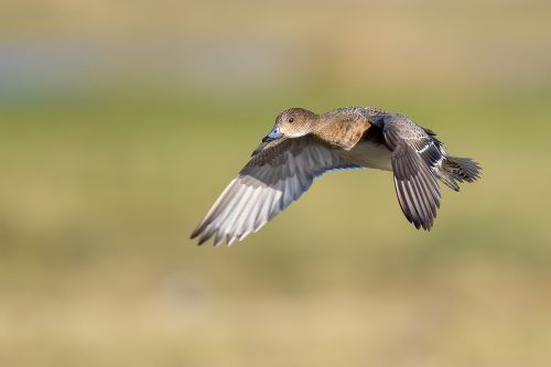 Bird Photography Competition