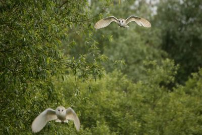 Bird Photography Competition
