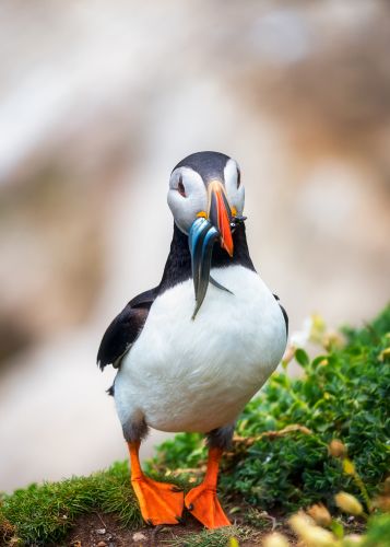 Bird Photography Competition