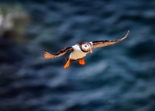 Bird Photography Competition
