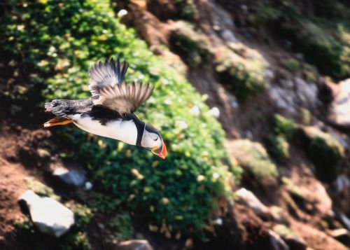 Bird Photography Competition