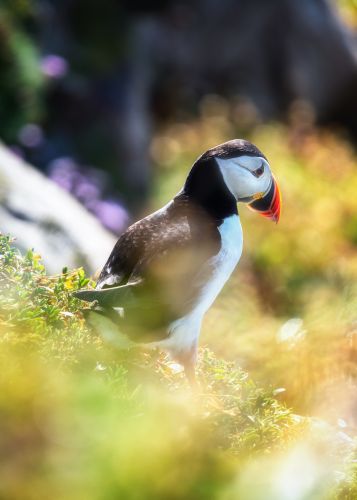 Bird Photography Competition