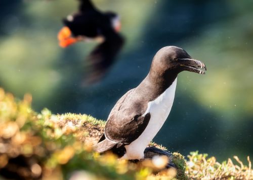 Bird Photography Competition