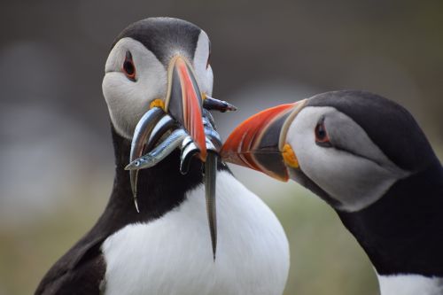 Bird Photography Competition