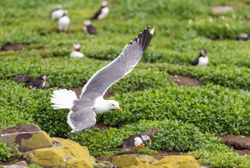 Bird Photography Competition