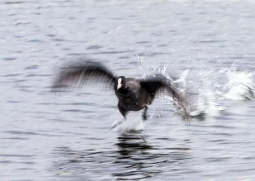 Bird Photography Competition