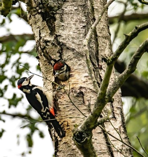 Bird Photography Competition