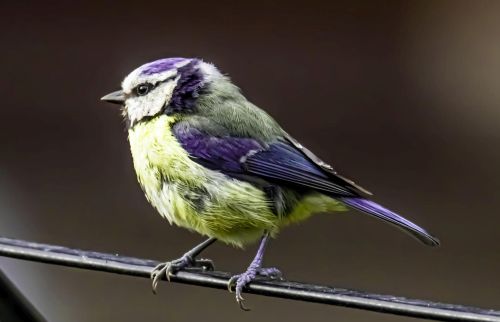 Bird Photography Competition